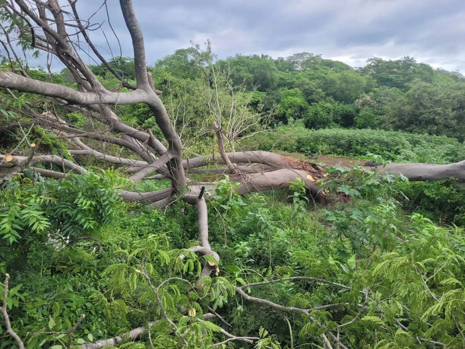 Rayo derriba árbol y bloquea carretera de Elota a Cosalá