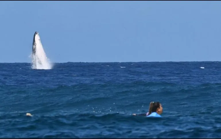 Ballena salta durante semifinal de surf en París 2024