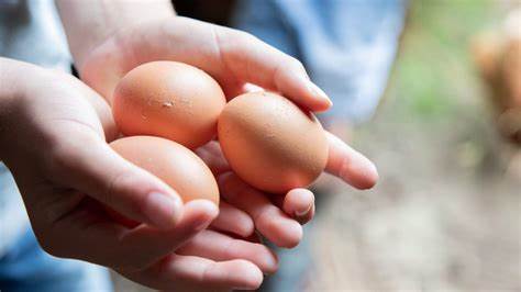 ¿Debes lavar los huevos antes de comerlos, elevan el colesterol, el rojo es mejor que el blanco?