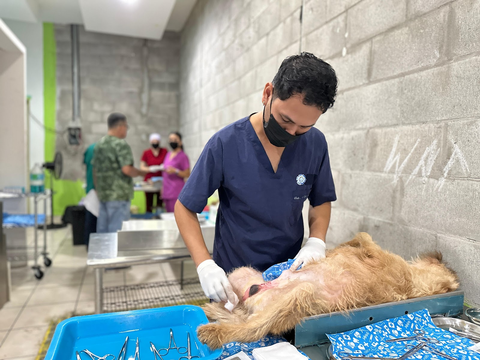 Mazatlán supera meta del Castralat, se atendieron más de 200 animales entre perros y gatos.