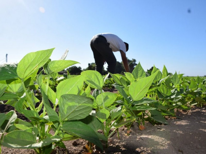 PRODUCTORES DE FRIJOL QUE SEMBRARON CON HUMEDAD TENDRÁN DERECHO A DOS RIEGOS DE AUXILIO: JULIO CÉSAR ANGULO