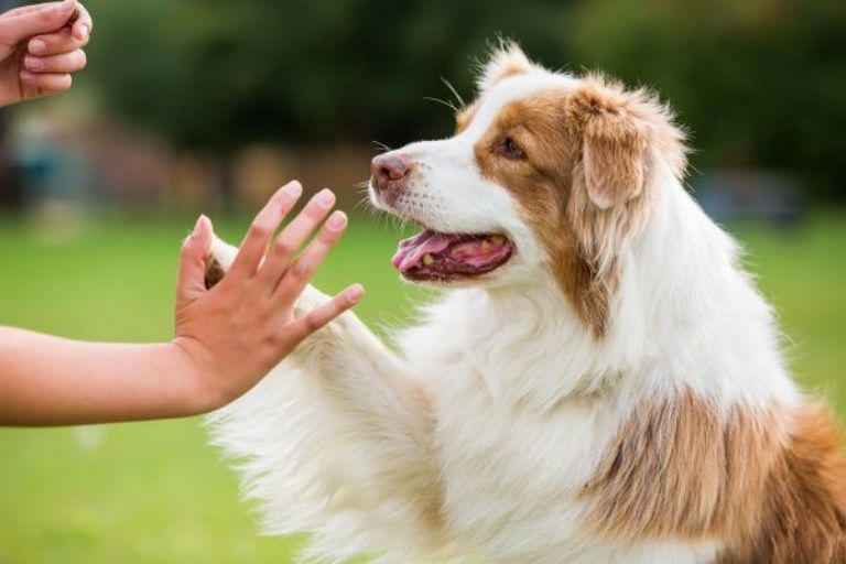 Esto es lo que primero debes hacer con tu perro cuando llegas a tu casa, según adiestrador canino