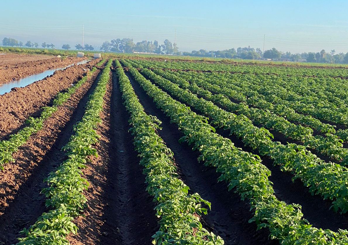 Sería el “tiro de gracia” para el sector agrícola el registro de heladas y no poder resembrar: César Galaviz