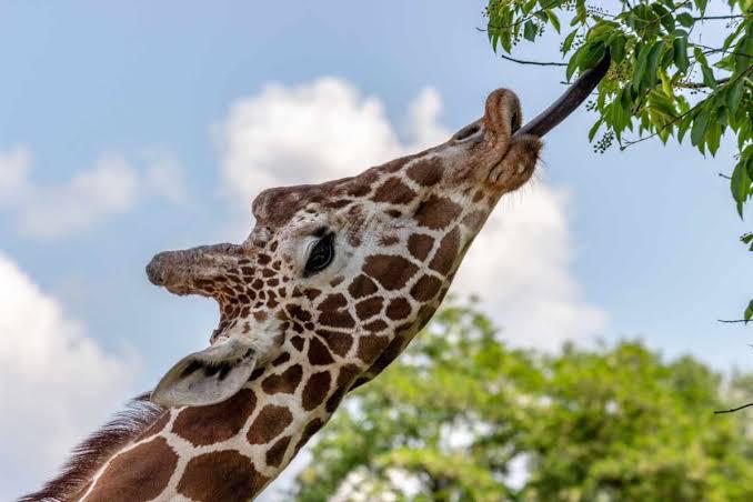 Madagascar Region Culiacan ¡Nadie sabe dónde está! Desaparece la jirafa del Zoológico de Culiacán