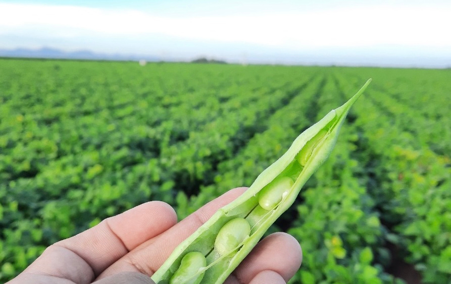 El aumento en la producción de frijol podría provocar problemas de comercialización del básico